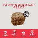 bladder 5.webp