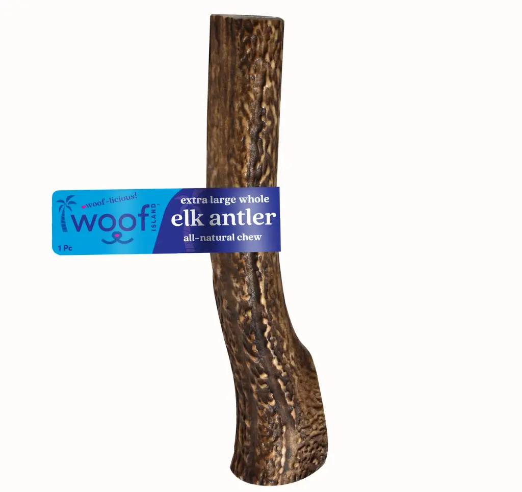Elk Antler (Giant) - Whole