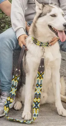 Dog Coordinating Leash & Collar Holbox Set S